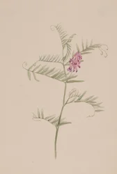 Vicia americana, ca. 1917-1918