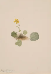 Viola orbiculata, 1911