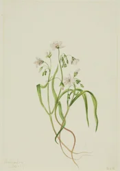 Virginia-Frühlingsschönheit (Claytonia virginica)