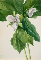 Wake-Robin Trillium simile, 1939