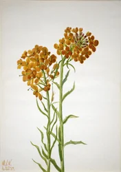 Goldlack (Erysimum wheeleri)