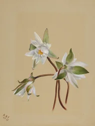Seerosen (Castalia odorata)
