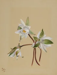 Seerosen Castalia odorata, 1879