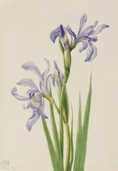 Westliche Blaue Flagge Iris missouriensis, 1933