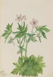Westlicher Storchschnabel (Geranium viscosissimum)