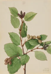 Westliche Grüne Erle (Alnus sinuata)