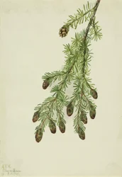 Westliche Hemlocktanne (Tsuga heterophylla), 1923