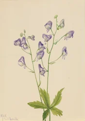 Westlicher Eisenhut Aconitum columbianum, 1933