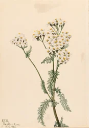 Westliche Schafgarbe Achillea lanulosa