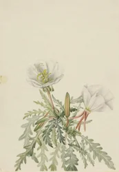 Weiße Morgenrose (Pachyloplus marginatus)