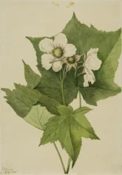 Weiße Blühende Himbeere (Rubus parviflorus)