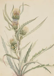 Weiße Distel Cirsium hookeranum, n.d.