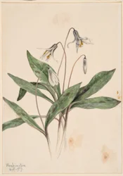 Weiße Forellenlilie (Erythronium albidum)