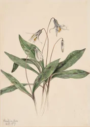 Weiße Forellenlilie Erythronium albidum, 1919