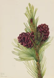 Weißrinden-Kiefer (Pinus albicaulis)