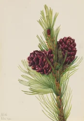 Weißrinden-Kiefer Pinus albicaulis, 1931
