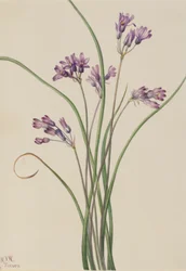 Wilde Hyazinthe (Brodiaea pulchella)