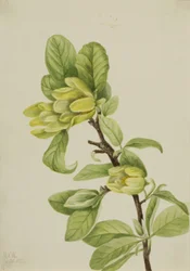 Gelber Gurkenbaum Magnolia cordata, 1922
