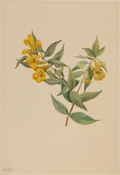 Gelber Jasmin (Gelsemium sempervirens)