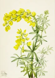 Gelber Lupine Lupinis arboreus, 1933
