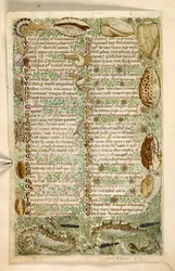 Add. 28841, f.3v: Seepferdchen, Schnecken und Muscheln, aus einem Traktat über Tugenden und Laster und einer anonymen Prosageschichte Siziliens (Fragment), ca. 1330-40