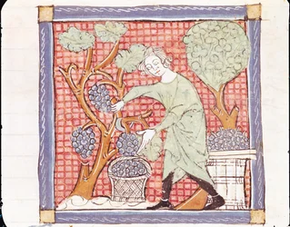 Fol.59r September: Die Ernte