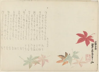 Japanischer Ahorn
