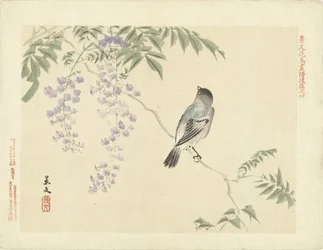 Vogel auf Wisteria-Zweig (Blumen- und Vogelskizzen von Keibun, Teil drei)