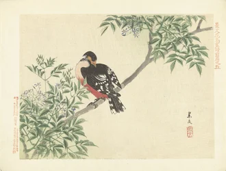 Schwarz-roter Vogel (Serie)