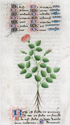 Le Livre des simples medecines - Übersetzung ins Französische aus dem lateinischen Manuskript des 12. Jahrhunderts von Matthaeus Platearius, Arzt in Salerno, Italien