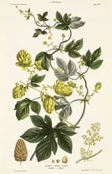 Hopfenranke, aus 