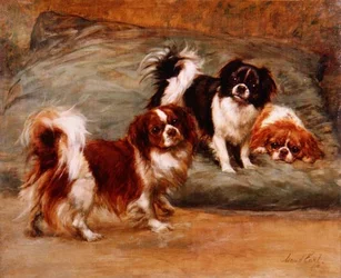 Drei King Charles Spaniels auf einem Kissen