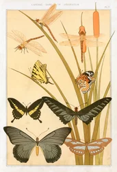 Schmetterlinge