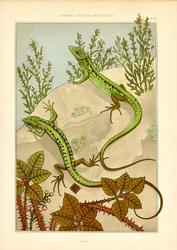 Naturalistisches Eidechsenmotiv im Jugendstil