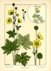 Die Butterblume