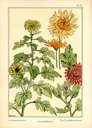 Die Chrysantheme