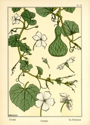 Der Kürbis