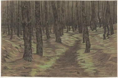 Kiefernwald