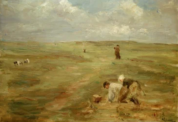 Kartoffelbuddler in den Dünen von Zandvoort