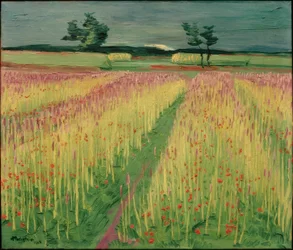 Blühendes Kornfeld