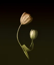 Gedämpfte Tulpenumarmung
