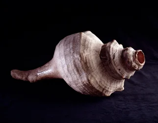 Meeresschnecke als Musikinstrument (Trompete). Von Uaxactun, Guatemala. Guatemala, Museo Nazionale di Archeologia e Etnologia