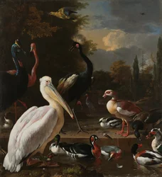 Ein Pelikan und andere Vögel bei einem Wasserbecken, bekannt als 