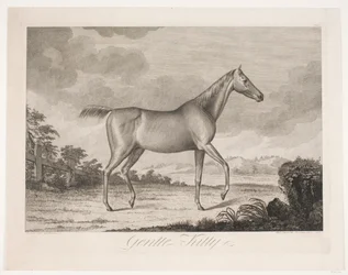 Das Pferd "Gentle Kitty"