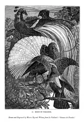 Paradiesvögel, ca. 1770-1820 1843