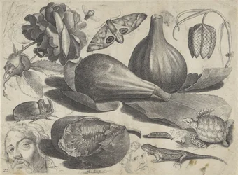 Studienblatt mit Zeichenbeispielen: Köpfe, Tiere und Früchte