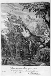 Pan verfolgt Syrinx, die sich in ein Schilfrohr verwandelt
