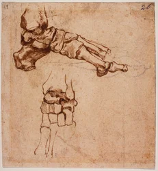 Anatomische Fußstudie