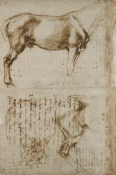 Anatomische Pferdestudie, 1504