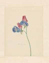 Zweig mit zwei Blumen